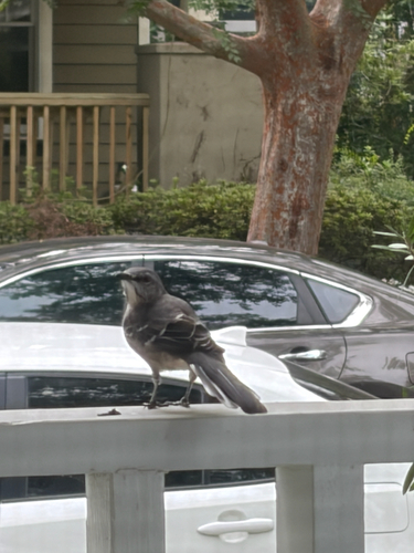 Northern Mockingbird