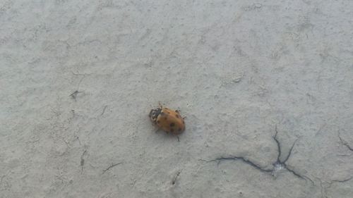Variegated Lady Beetle