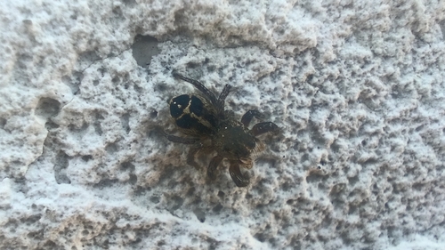 Pellenes tripunctatus
