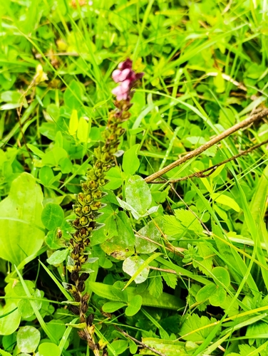 Red Odontites