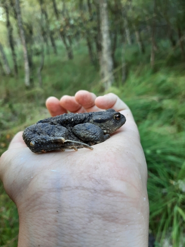 European Toad