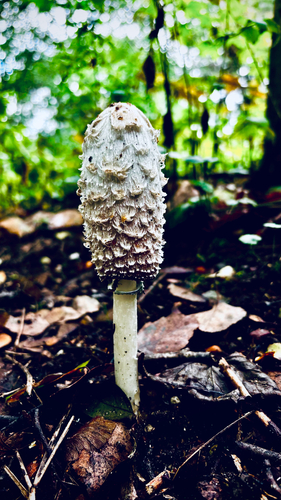 Shaggy Mane