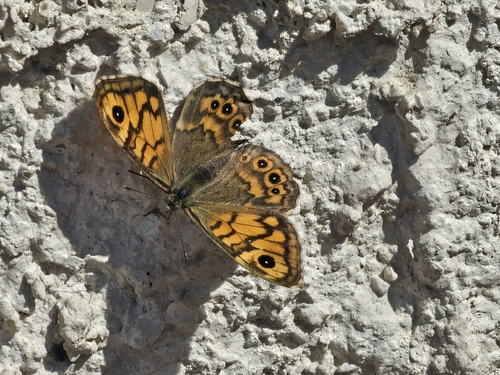 Wall Brown