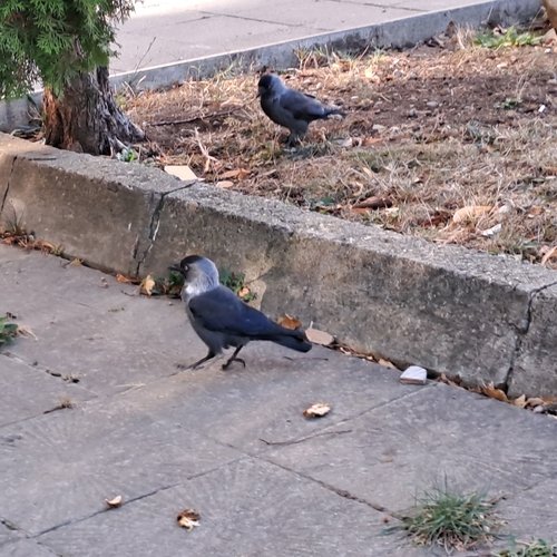 Eurasian Jackdaw