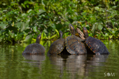 Trachemys venusta cataspila