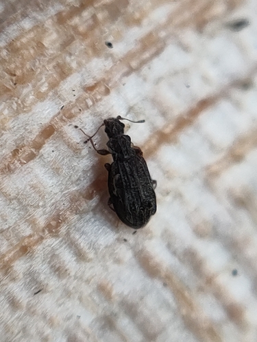Swollen Fungus Beetle