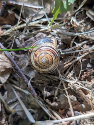 Brown-lipped Snail