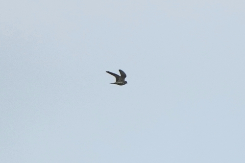 Merlin