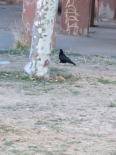 Rook