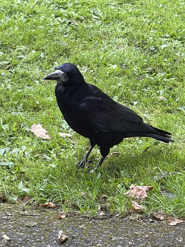 Rook