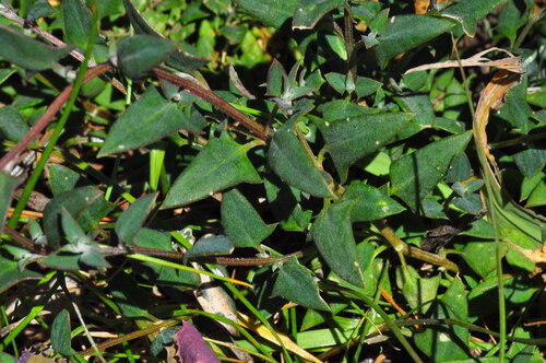 Chenopodium nutans, photograph 1