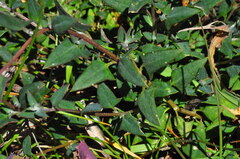 (c) plantlookymagee, some rights reserved (CC BY) Chenopodium nutans, photograph (c) plantlookymagee, some rights reserved (CC BY)