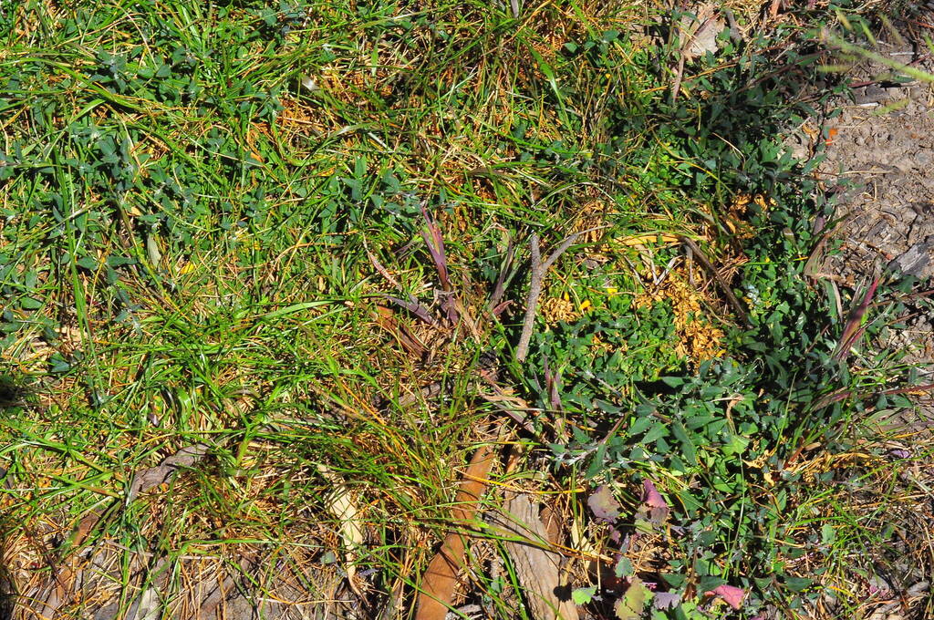 Chenopodium nutans; photograph (c) plantlookymagee, some rights reserved (CC BY)