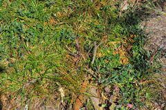 Chenopodium nutans