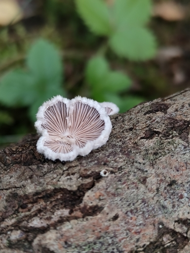 splitgill mushroom