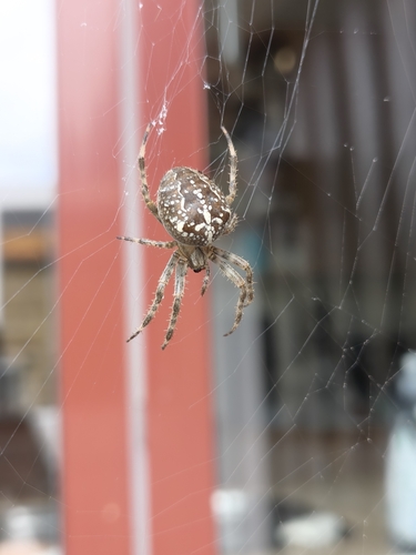 Cross Orbweaver