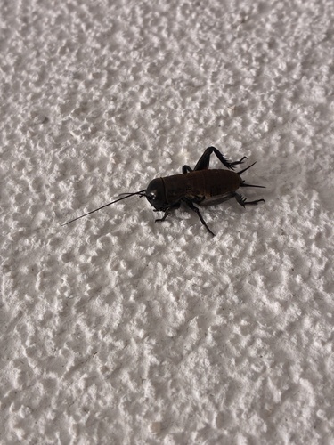 European Field Cricket