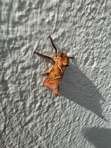 Orange Swift