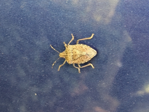 Brown Marmorated Stink Bug