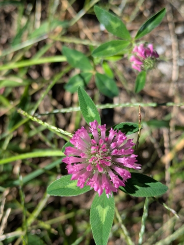 Red Clover