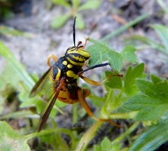 Spilomyia alcimus
