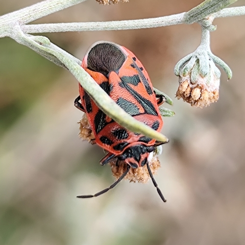 red cabbage bug