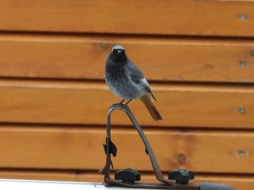 Black Redstart
