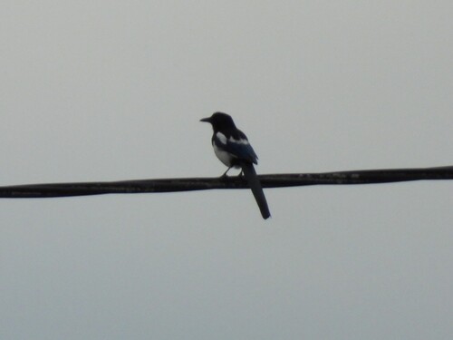 Eurasian Magpie