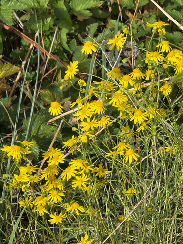 Senecio inaequidens, photograph 5