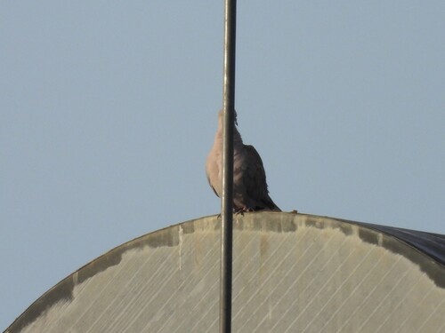 Eurasian Collared-Dove