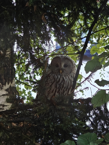 Ural Owl