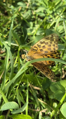 Silver-washed Fritillary