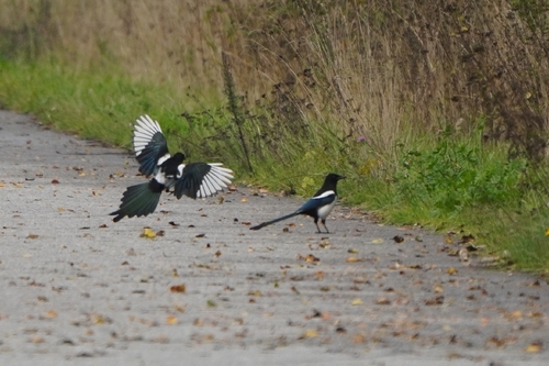 Eurasian Magpie