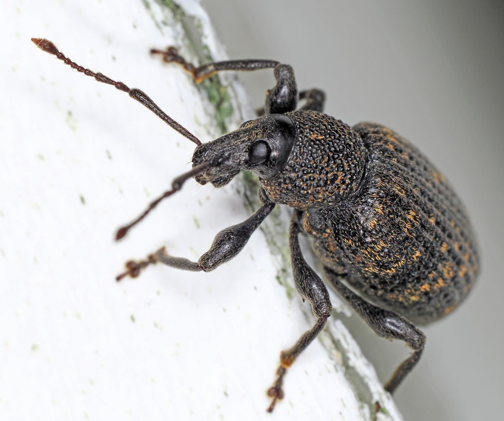 Black vine weevil (Otiorhynchus sulcatus)