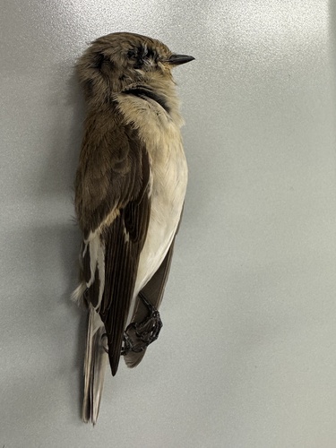 European Pied Flycatcher
