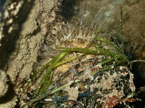 Amblypneustes ovum observed 2026-09-24