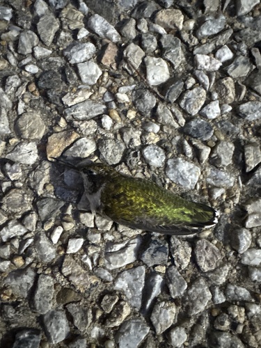 Ruby-throated Hummingbird