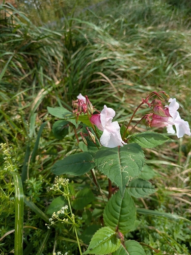 Himalayan balsam