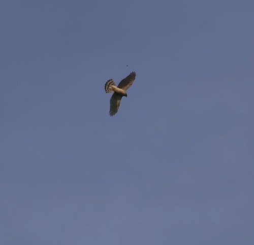 Eurasian Goshawk