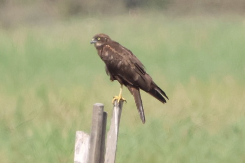 Western Marsh Harrier