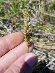 Carex sartwellii