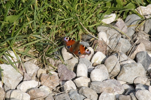 European Peacock Butterfly