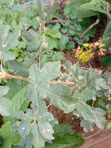 field maple