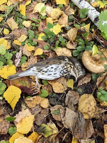 Song Thrush