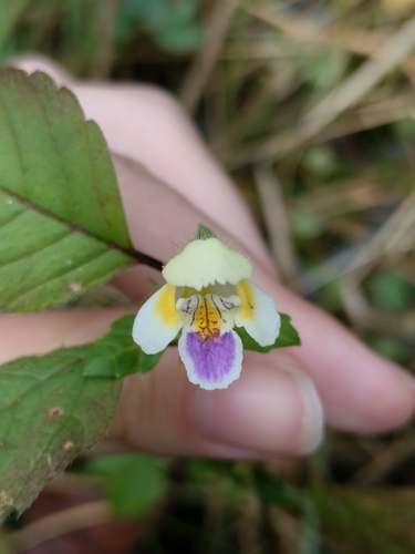 Large-flowered Hemp-nettle