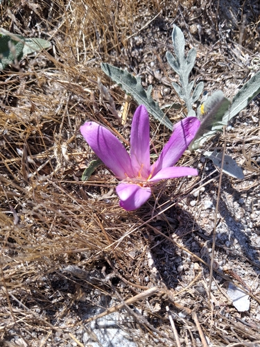 False Meadow Saffron