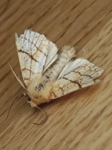 Orange Sallow