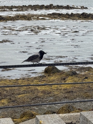 Hooded Crow