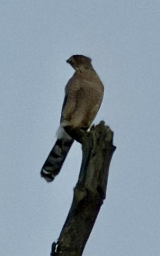 Cooper's Hawk