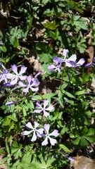 Phlox divaricata divaricata